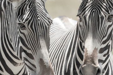 Zebra stripes black and white African animal
