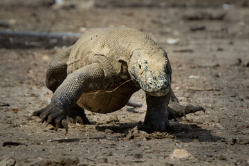 Komodo dragon biggest lizard on earth walking holding up its reptile head. The front view of dragon walking, Nusa Tenggara, Flores Indonesia
