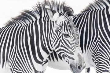 Fototapeta na wymiar Zebra stripes black and white African animal