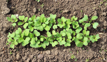 Young radish leaves in soil in garden bed at early springtime. Organic agriculture background