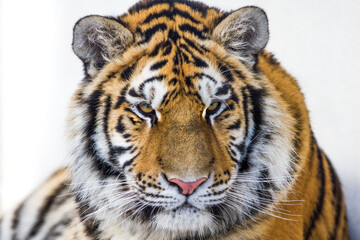 Beautiful Siberian tiger face from the front with white background. The cat style predator with fur and whiskers