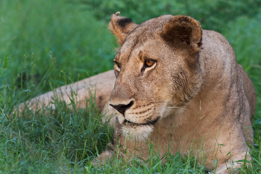 Portrait of a wild lioness in the grass in Zimbabwe.     