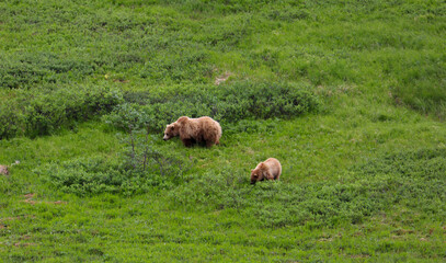 Fototapeta premium Mother Grizzly bear with one cub forging for food in Denali National Park