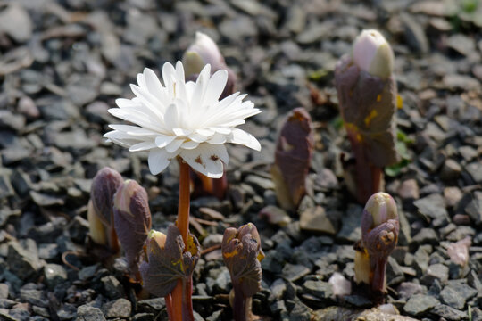 Bloodroot (Sanguinaria Canadensis)