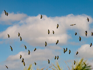 Storks migration. A flock of black storks flying over the forest, the storks migrate to warmer climes Beautiful clouds at background.