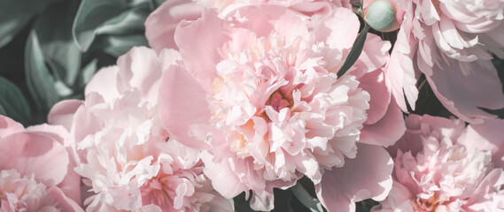 Lovely bouquet of pink peonies, banner. Greeting card made of flowers. Pink white peony flower background