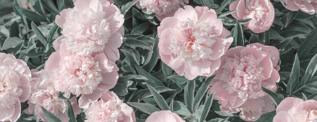 Lovely bouquet of pink peonies, banner. Greeting card made of flowers. Pink white peony flower background