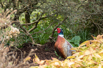 Pheasant enjoying the spring sunshine