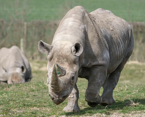 Fototapeta premium Black Rhinoceros or Hook-lipped Rhinoceros (Diceros bicornis)