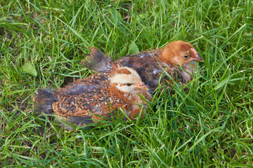 two little chickens in the grass,two chickens are resting on the grass