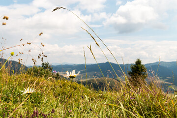grass, flower and sky