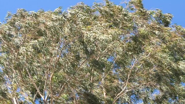 wind is moving the leafs of okaliptus tree under blue sky strong wind scenery