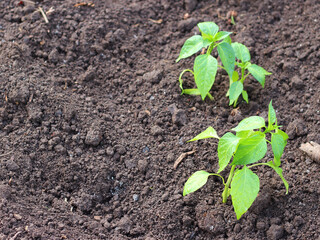 Two young pepper seedlings in the vegetable garden at early springtime. Organic agriculture background. Selective focus, copy space.