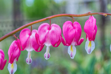 Spring floral garden. Flower Broken heart or heart of Jeanette or Bleeding Heart (Latin: Dicentra)...