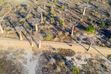 Deurstickers aerial view to the most famous baobab alley. spectacular trees in Madagascar © Ondrej