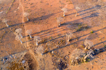aerial view to the most famous baobab alley. spectacular trees in Madagascar