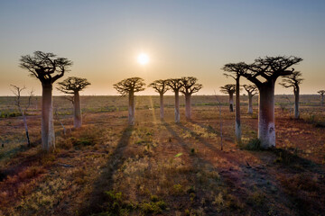 Obraz premium aerial view to the most famous baobab alley. spectacular trees in Madagascar