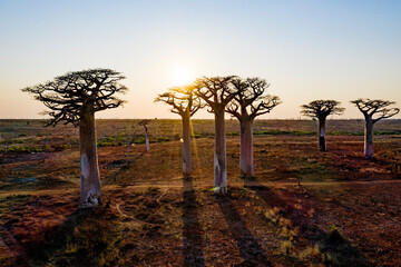 aerial view to the most famous baobab alley. spectacular trees in Madagascar