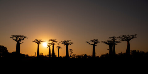 the most famous baobab alley. spectacular trees in Madagascar