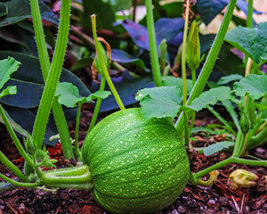 pumpkin growing in the garden
