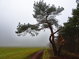 A pine tree beside the path on a foggy day.