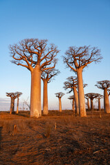 Fototapeta na wymiar the most famous baobab alley. spectacular trees in Madagascar