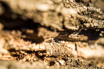 Arbol textura