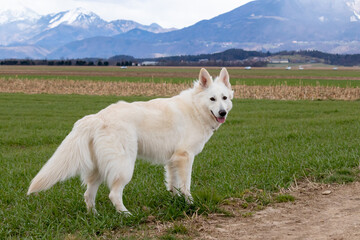 White Swiss Shepherd Dog on a field outside. Adult berger blanc breed.