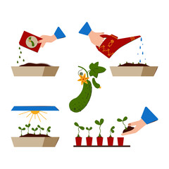 Growing Seedlings at home. Growth Stages of Cucumber Seedlings. Seedling. Planting seeds, Watering the Sprouts, Grown Plants, Planting Seedlings in Pots.