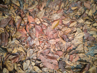 Fototapeta na wymiar Dry leaves fallen on the ground in autumn