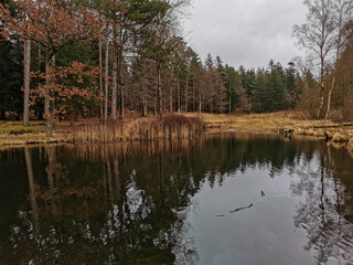 forest lake