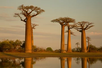 Deurstickers the most famous baobab alley. spectacular trees in Madagascar. reflection in water © Ondrej