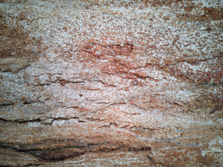 Background with tree trunk texture