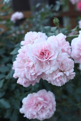pink roses in a garden