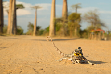 Panther chameleon in the most famous baobab alley. spectacular trees in Madagascar.