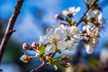 Blooming tree branches in spring with white flowers close up. Beautiful spring time