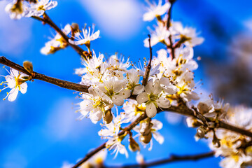 Blooming tree branches in spring with white flowers close up. Beautiful spring time