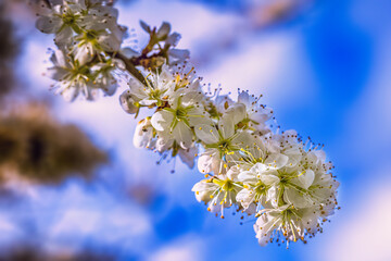 Blooming tree branches in spring with white flowers close up. Beautiful spring time