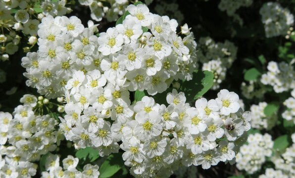 Beautiful white spirea flowers in the garden, spring spirea flowering, closeup