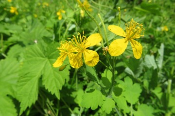 Yellow celandine flowers in the garden on natural green leaves background, closeup