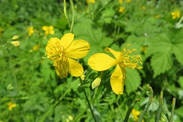 Celandine flowers in the garden on natural green leaves background