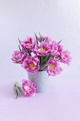 Tender violet tulips in a vintage pot on a pastel violet background. Greeting card for Women's day.