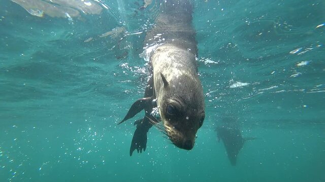 Snorkelling with seals. Cute seal swimming underwater. 4x slow motion