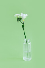 Tender white freesia in a glass vase on pastel green background. Spring background.