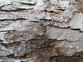 Background with tree trunk texture
