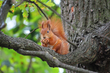 squirrel, red, on a tree, eating a nut, nature, beautiful, oak, green