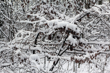 Winter forest, snow, trees in the snow, frost, beautiful, forest snowy road