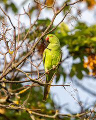 Ring-necked parakeet (Psittacula krameri) sitting on the branch