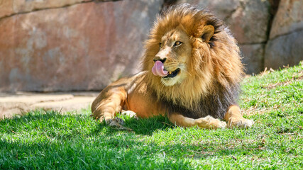 Hungry Lion Waiting to Eat © Curtis