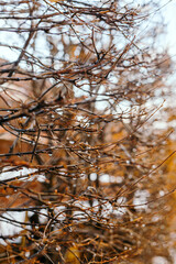 water drops on branches in Spring Thaw